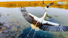澳门太阳城网站：【生态文明@湿地】天津湿地 鸟类天堂