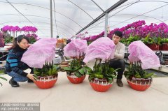 澳门太阳城网站：江苏镇江：规模化花卉种植促就业