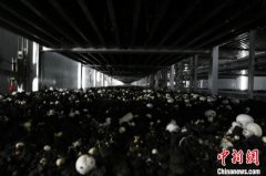 澳门太阳城网站：开发的10万亩有机葡萄产业园
