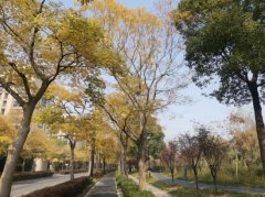 澳门太阳城网站：有丛生毛；秋季叶亮红色或红棕色